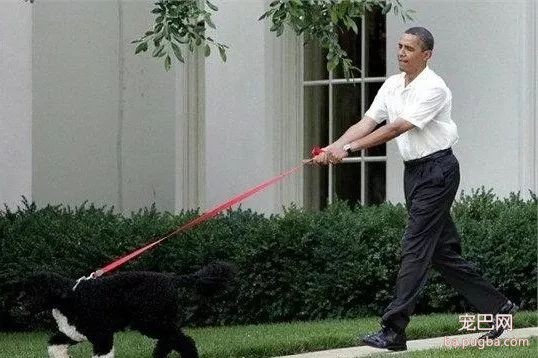 当你想养一条大型犬，请务必先考虑以下几种情况-4.jpeg