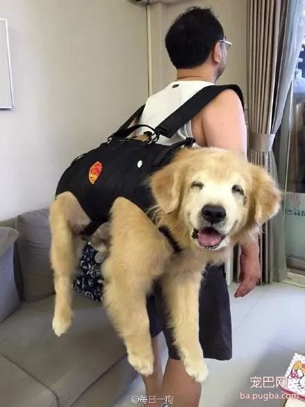 当你想养一条大型犬，请务必先考虑以下几种情况-5.jpeg