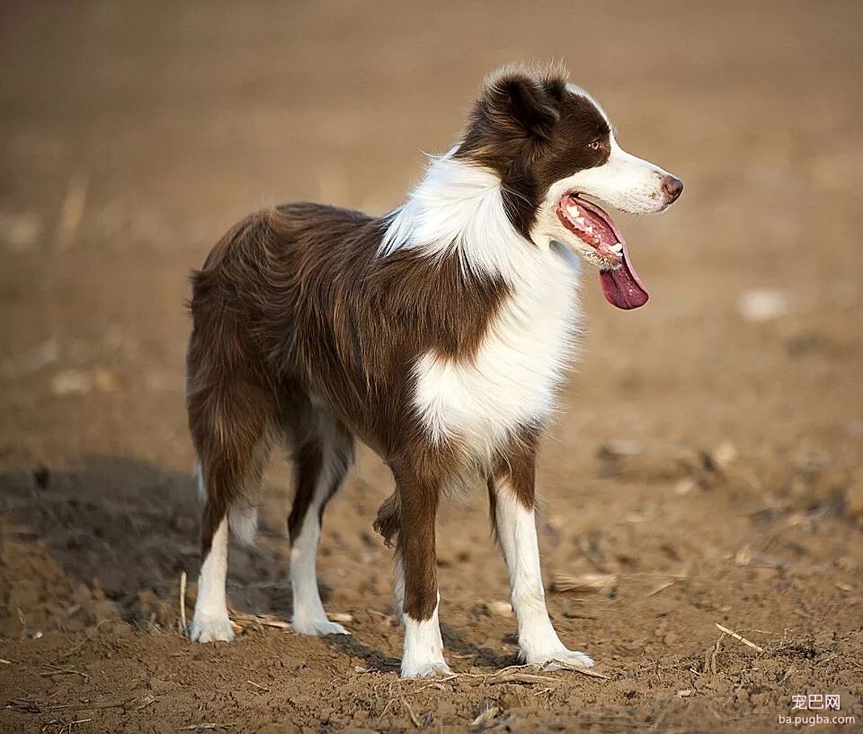 当你想养一条大型犬，请务必先考虑以下几种情况-6.jpeg