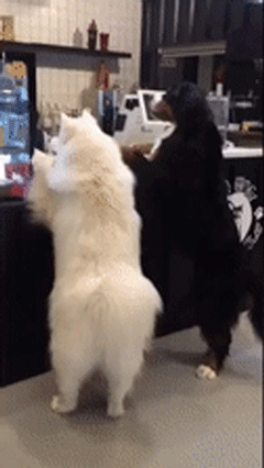 铲屎官带着四只狗狗去饭店，刚松开，狗狗齐刷刷趴在前台……-1.gif
