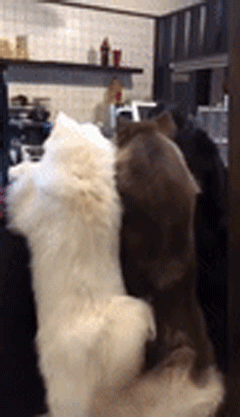 铲屎官带着四只狗狗去饭店，刚松开，狗狗齐刷刷趴在前台……-2.gif