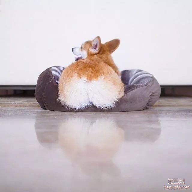 这只柯基不仅继承了祖上的牧牛技能，还发扬光大都敢牧起了马！-1.jpeg