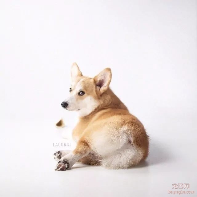 这只柯基不仅继承了祖上的牧牛技能，还发扬光大都敢牧起了马！-2.jpeg
