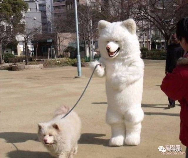 为什么遛狗时，一定要给狗狗系好牵引绳？-1.jpeg