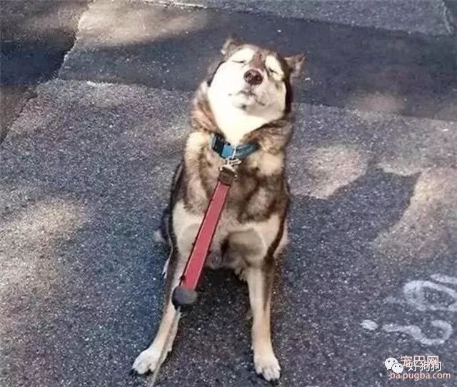 为什么遛狗时，一定要给狗狗系好牵引绳？-2.jpeg