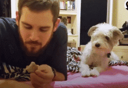 常见的食物狗狗到底能不能吃，身为铲屎官你都知道吗？-1.gif