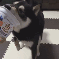 常见的食物狗狗到底能不能吃，身为铲屎官你都知道吗？-2.gif