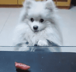 常见的食物狗狗到底能不能吃，身为铲屎官你都知道吗？-4.gif