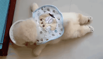 常见的食物狗狗到底能不能吃，身为铲屎官你都知道吗？-5.gif