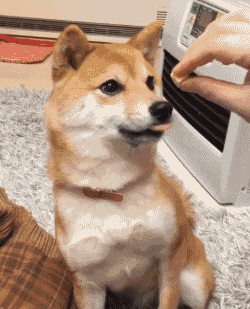 常见的食物狗狗到底能不能吃，身为铲屎官你都知道吗？-7.gif
