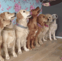 常见的食物狗狗到底能不能吃，身为铲屎官你都知道吗？-9.gif