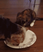 常见的食物狗狗到底能不能吃，身为铲屎官你都知道吗？-11.gif