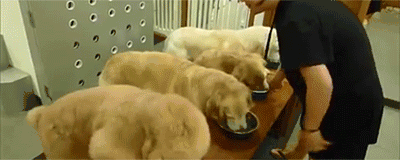 常见的食物狗狗到底能不能吃，身为铲屎官你都知道吗？-10.gif
