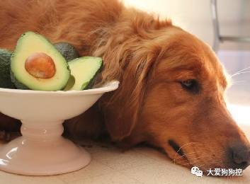 常见的食物狗狗到底能不能吃，身为铲屎官你都知道吗？-17.jpeg