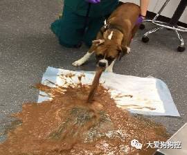 常见的食物狗狗到底能不能吃，身为铲屎官你都知道吗？-14.jpeg