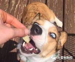 常见的食物狗狗到底能不能吃，身为铲屎官你都知道吗？-20.jpeg
