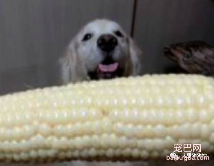 常见的食物狗狗到底能不能吃，身为铲屎官你都知道吗？-21.jpeg