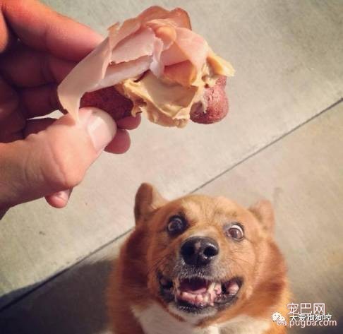 常见的食物狗狗到底能不能吃，身为铲屎官你都知道吗？-26.jpeg