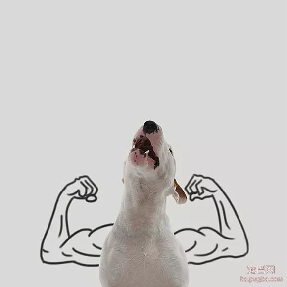 牛头梗不愧是怪异杀手，怪异又有趣-1.jpeg
