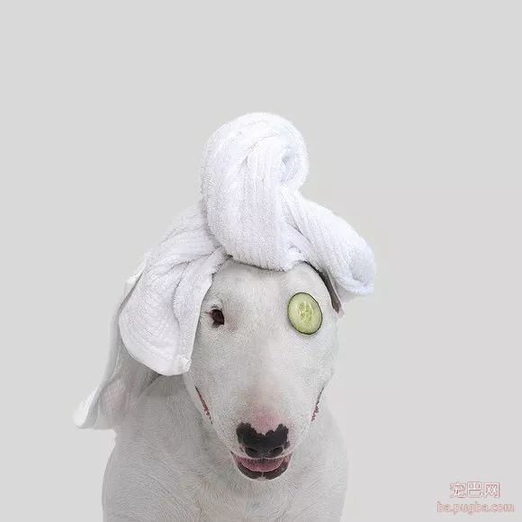 牛头梗不愧是怪异杀手，怪异又有趣-8.jpeg