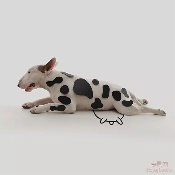 牛头梗不愧是怪异杀手，怪异又有趣-10.jpeg