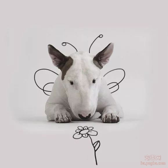 牛头梗不愧是怪异杀手，怪异又有趣-16.jpeg
