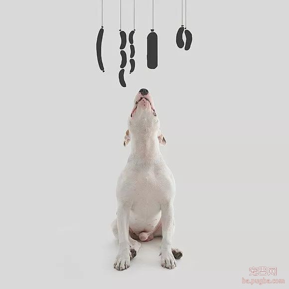 牛头梗不愧是怪异杀手，怪异又有趣-19.jpeg