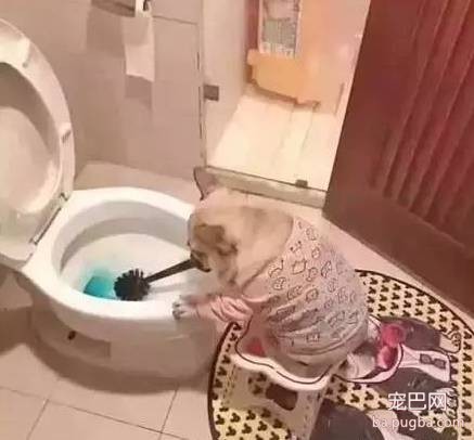 拜托大家不要再说“活的不如狗了”，人家也挺难的！-6.jpeg