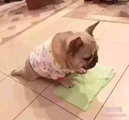 拜托大家不要再说“活的不如狗了”，人家也挺难的！-4.jpeg