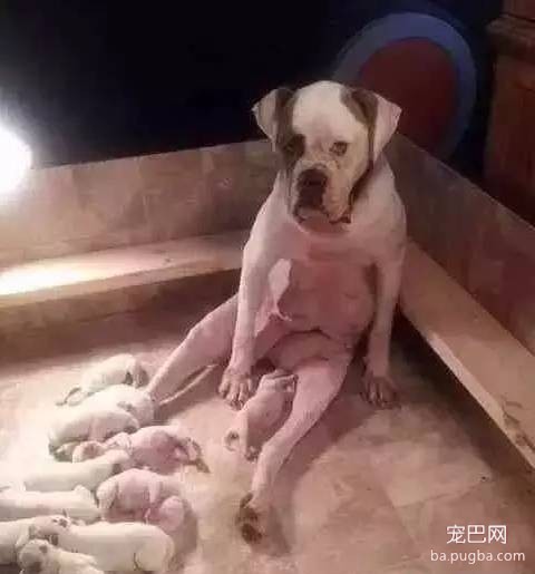拜托大家不要再说“活的不如狗了”，人家也挺难的！-7.jpeg