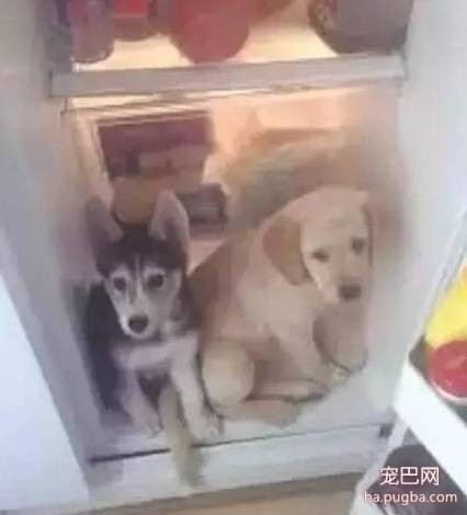 拜托大家不要再说“活的不如狗了”，人家也挺难的！-15.jpeg
