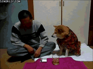 拜托大家不要再说“活的不如狗了”，人家也挺难的！-18.gif