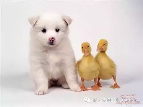养狗时最讨厌别人说的6句话！(我想说：你懂养狗的乐趣吗？)-4.jpeg