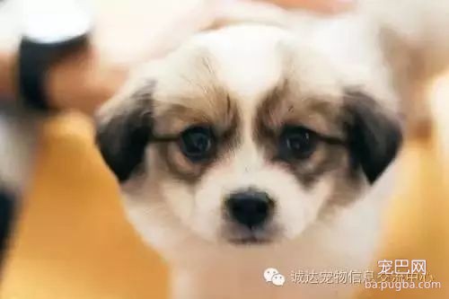 养狗时最讨厌别人说的6句话！(我想说：你懂养狗的乐趣吗？)-7.jpeg