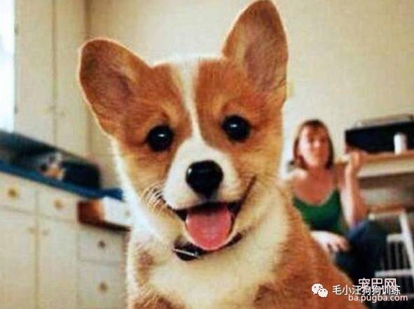 你喜欢什么狗，就透露着你是什么样的人！-3.jpeg