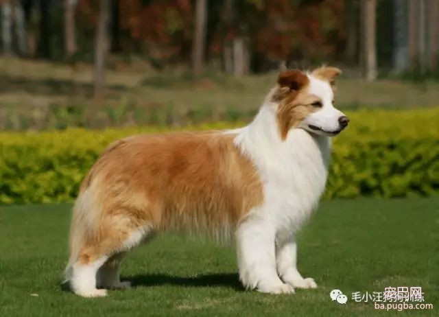 你喜欢什么狗，就透露着你是什么样的人！-2.jpeg