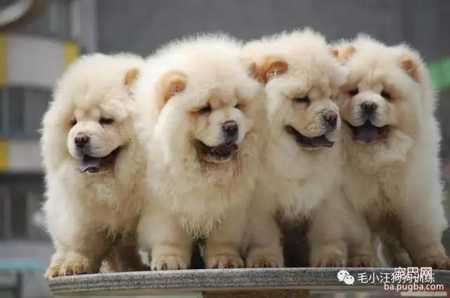 你喜欢什么狗，就透露着你是什么样的人！-7.jpeg