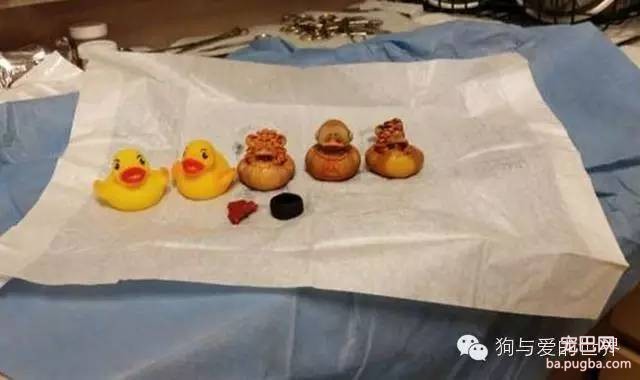 狗狗突然生病，兽医从它的肚子里取出40只袜子……-8.jpeg