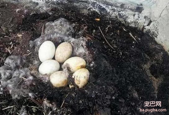 农场失火收拾残局，发现只一动不动的鹅，主人抱起它时瞬间泪崩-3.jpeg