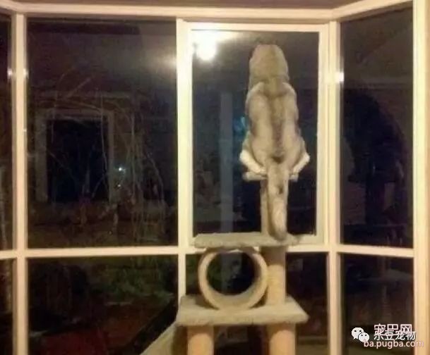 二哈能上屋爬树？没错，因为它的师父是猫咪！-3.jpeg