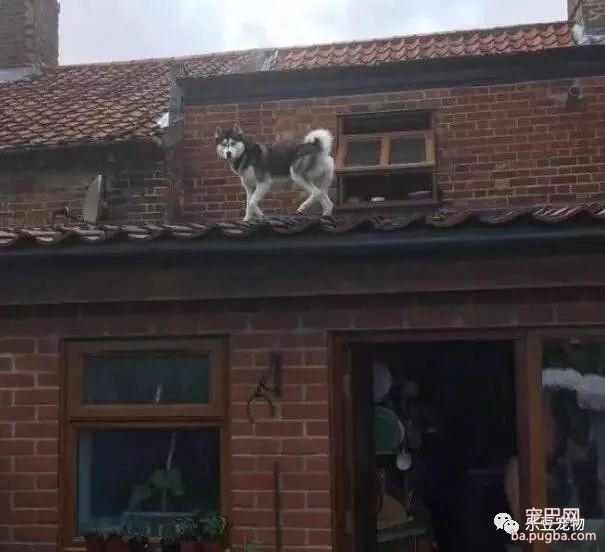 二哈能上屋爬树？没错，因为它的师父是猫咪！-2.jpeg