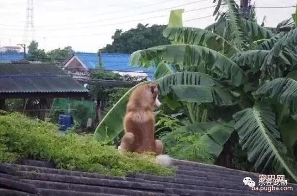 二哈能上屋爬树？没错，因为它的师父是猫咪！-5.jpeg
