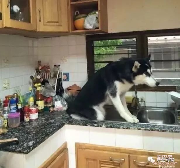 二哈能上屋爬树？没错，因为它的师父是猫咪！-4.jpeg