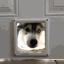二哈能上屋爬树？没错，因为它的师父是猫咪！-6.gif