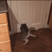 二哈能上屋爬树？没错，因为它的师父是猫咪！-7.gif