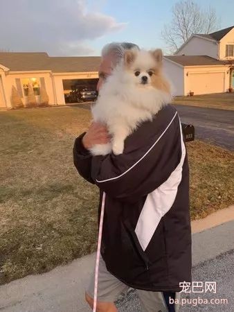 大型真香现场：肌肉男直言要养就养猛犬，嘲笑哥们养小狗太娘炮，可后来...-2.jpeg