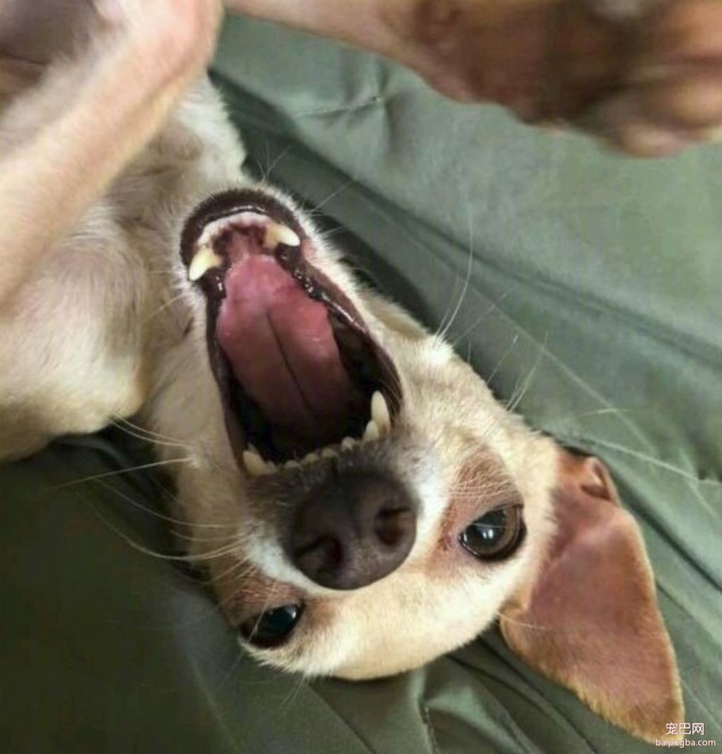 大型真香现场：肌肉男直言要养就养猛犬，嘲笑哥们养小狗太娘炮，可后来...-6.jpeg