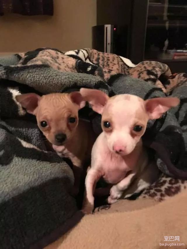 大型真香现场：肌肉男直言要养就养猛犬，嘲笑哥们养小狗太娘炮，可后来...-10.jpeg