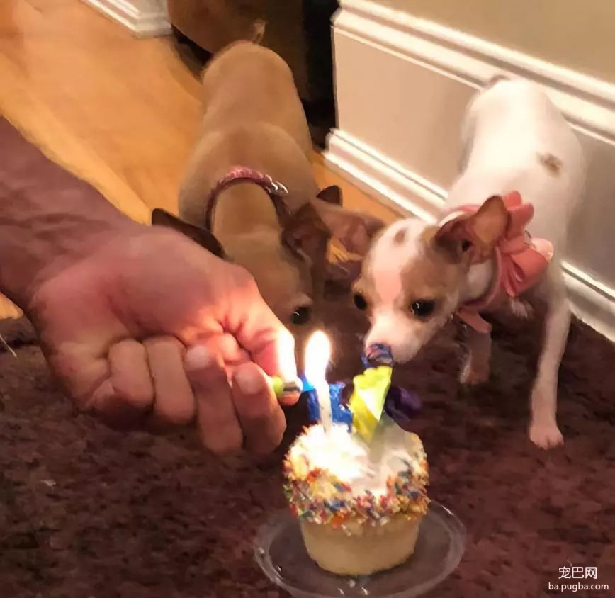 大型真香现场：肌肉男直言要养就养猛犬，嘲笑哥们养小狗太娘炮，可后来...-16.jpeg