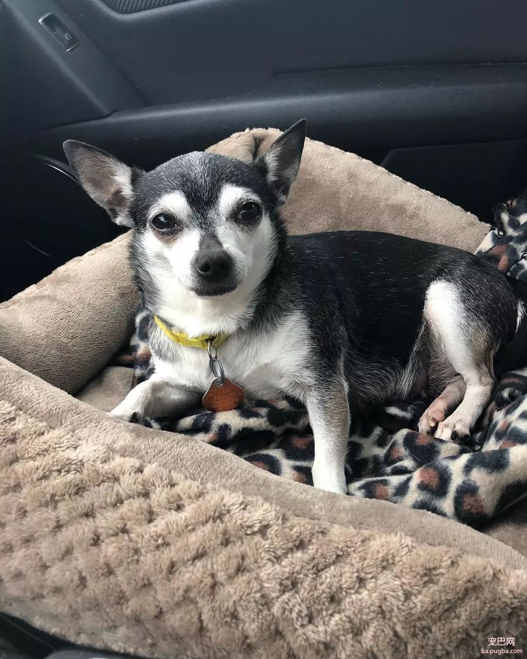 大型真香现场：肌肉男直言要养就养猛犬，嘲笑哥们养小狗太娘炮，可后来...-14.jpeg